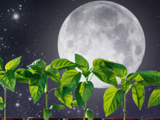 Lunar landing calendar for July 2023