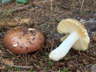 Whole russula: description of the mushroom, photo