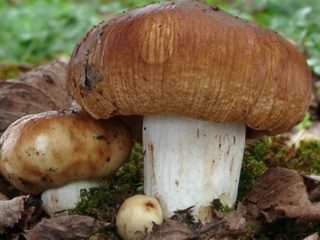 Valui mushrooms (gobies, kulaks, kulbiki, snotty mushrooms): photo and description