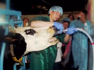 Penyumbatan esofagus pada lembu: gambar, gejala, rawatan