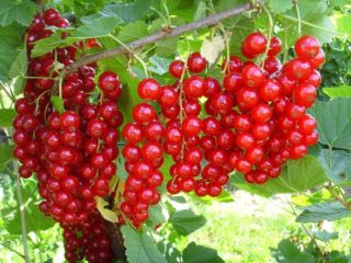 Currant Rowada: penerangan dan ulasan pelbagai