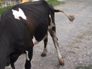 Seekor lembu terpincang-pincang di bahagian depan atau kaki belakang: apa yang perlu dilakukan?