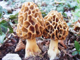 Hongos morel: fotos de comestibles y no comestibles, descripción, beneficios y daños.