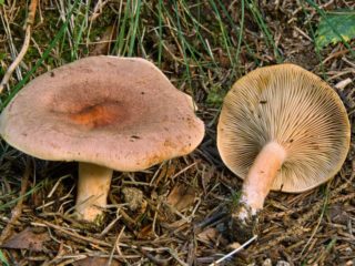 Huby Camelina: fotografie a popisy falošných dvojníkov