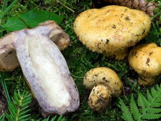 Pechuga de roble: foto y descripción.