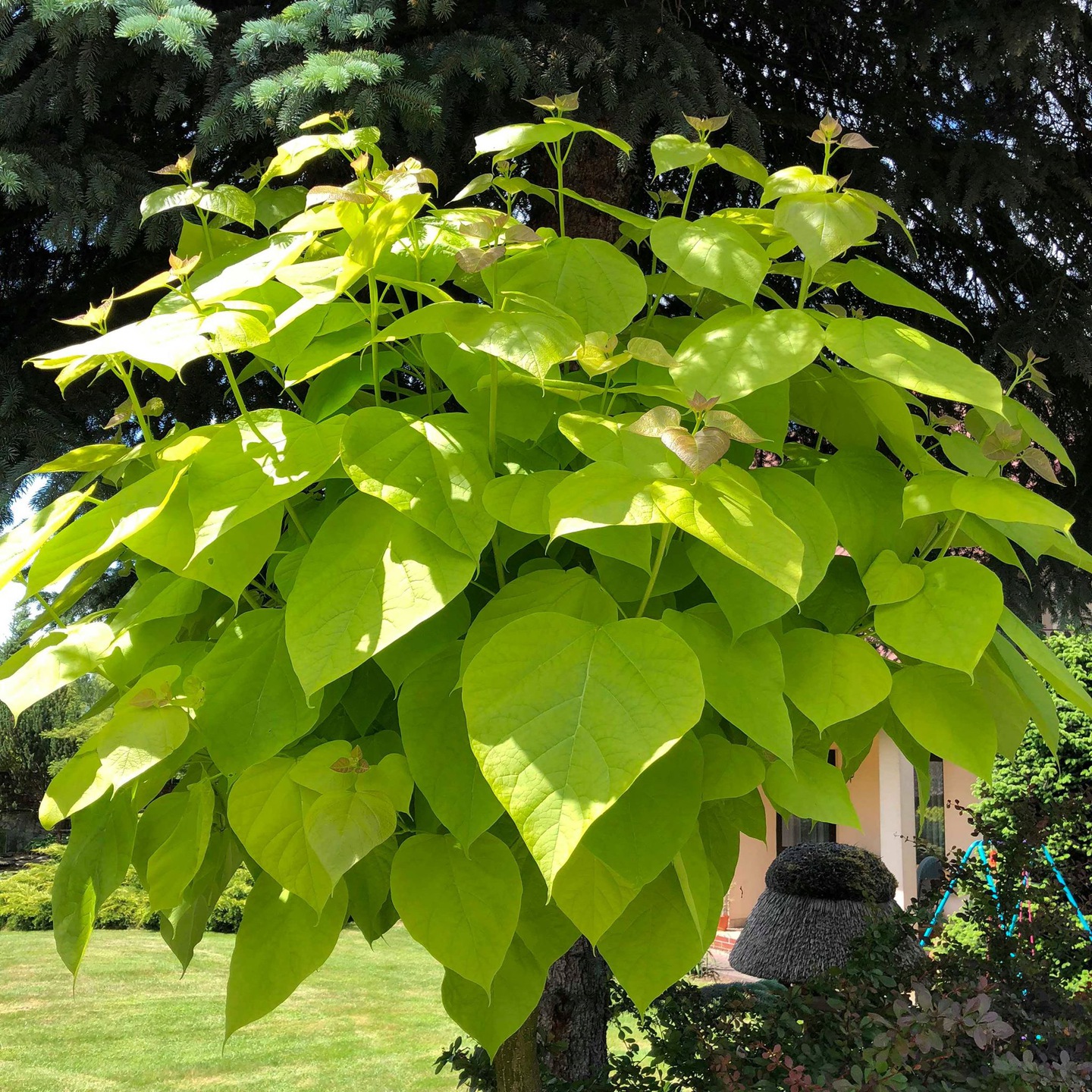 Arbre Catalpa Photo Description Plantation Et Entretien Culture arbre-catalpa-photo-description-plantation-et-entretien-culture