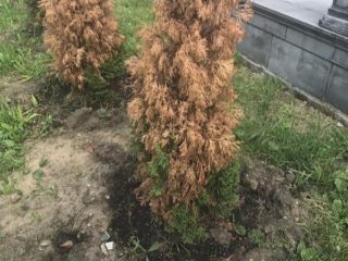 Thuja diseases: treatment in spring against pests and diseases, photo