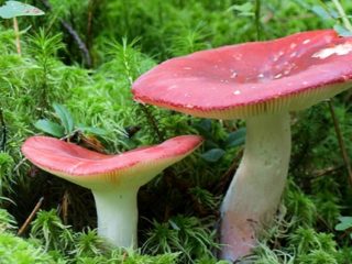 ¿Es posible comer russula cruda y por qué se llaman así?