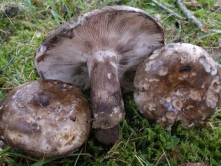 Russula blackening: description and photo