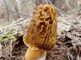 Morel cap mushroom: photo and description, edibility