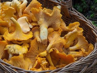 Lišky a šafranové čiapky: rozdiely, fotografie