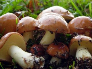 Ciuperci Boletus: fotografie și descriere, omologi otrăvitori similari cu cele comestibile, diferențe