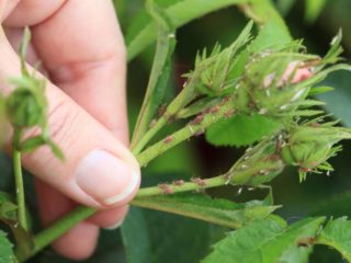 Aphids pada mawar: bagaimana untuk melawan dengan ubat-ubatan rakyat dan bahan kimia