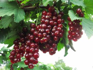 Currant merah dan hitam: jenis terbaik untuk Ural