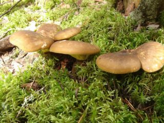 Svinushki: faedah dan bahaya, adakah mungkin untuk diracuni?