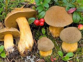 Yellow-brown flywheel mushroom: description and photo