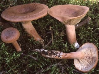 Gorkusha mushroom (bitter milk mushroom, bitter mushroom): photo and description, how to soak and salt