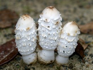 White dung mushroom: photo and description, how to cook