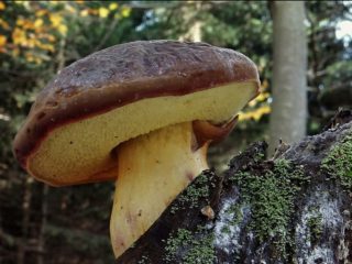 Velvet flywheel: where it grows, what it looks like, photo