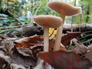 Collibia Azema (Gymnopus Azema): fotografia a popis