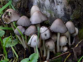 Gray dung mushroom: description and photo