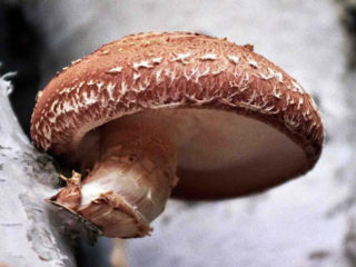 Hongos shiitake: qué son, cómo son y dónde crecen