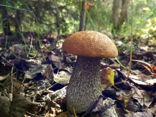 Boletus: fotografia a popis, zaujímavé fakty