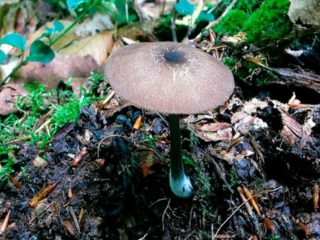 Entoloma rough (Rozovoplatinnik rough): photo and description