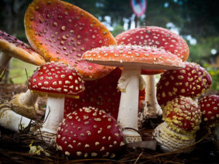 Is it possible to eat fly agarics: photos and descriptions of edible and poisonous mushrooms