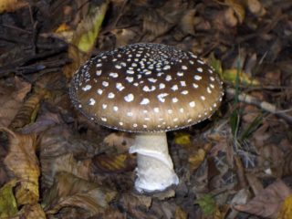 Panther fly agaric (gray): photo and description, medicinal properties