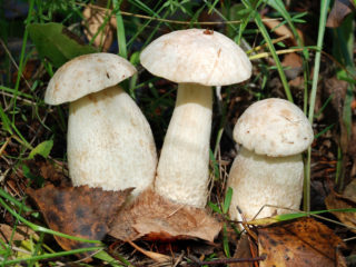 White boletus: in the red book or not, description and photo