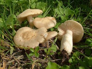 Entoloma sepium (marrón claro): foto y descripción.