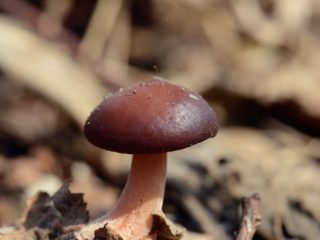 Snowy collibia (Gymnopus jarnal): fotografia a popis