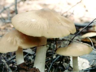 Entoloma blanco azulado (blanco plomo): foto y descripción