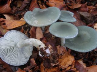 Smelly talker: description, photo, where it grows