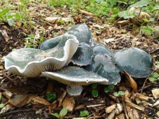 Stropharia sky blue (sky blue): photo and description