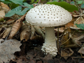 Amanita bristlecone (fat man bristly, spiny-headed fly agaric): photo and description