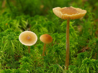 Entoloma portador de escudo (escudo, planta portadora de escudo chapado en rosa): foto y descripción