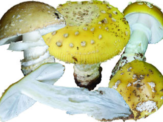 Yellow fly agaric (bright yellow, straw yellow): photo and description