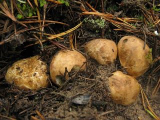 Yellowish rhizopogon: description and photo, edibility