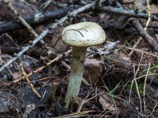 Gray oiler: photo and description, benefits and harms