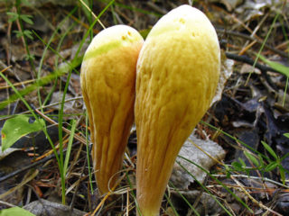 Rogatik pistil: edible or not, description and photo