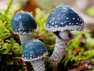 Modrozelená huba strofaria (Treischling verdigris): foto a popis, použitie