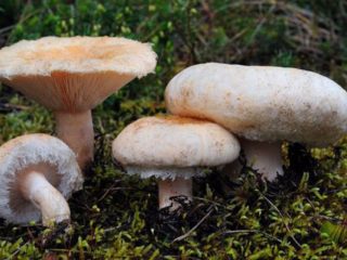 When and where are volnushki collected: how long does it take to grow, collection rules