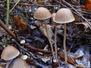 Psatirella rugosa: photo, is it possible to eat