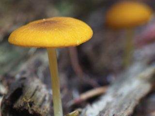 Pluteus golden-colored (golden-brown): photo and description