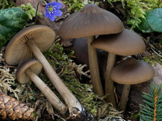 Entoloma de patas ásperas: foto y descripción.