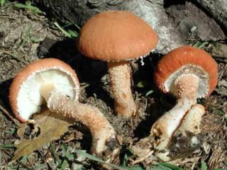 Cystoderma red (Umbrella red): photo and description