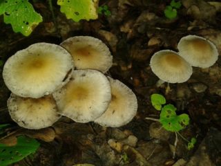 Psatirella Candollia: popis a foto, jedlá
