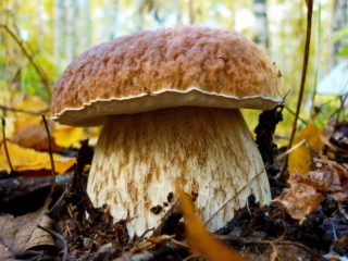 Boletus: inedible doubles, stem shape and cap color